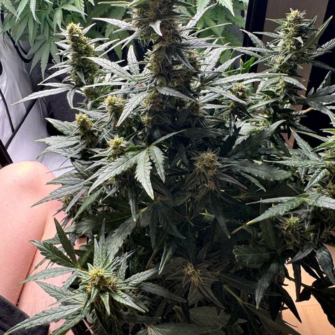 Northern Lights Automatic #1 growlog timeline photo