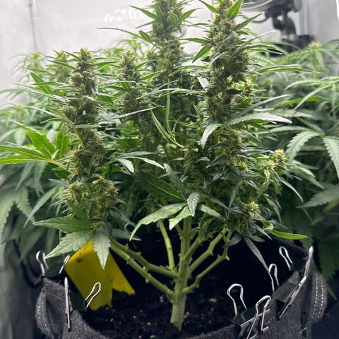 Northern Lights Automatic #1 growlog timeline photo