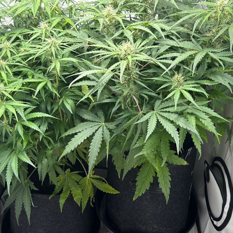 Northern Lights Automatic #1 growlog timeline photo