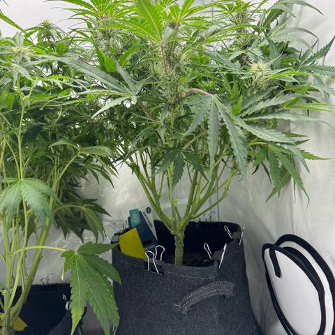 Northern Lights Automatic #1 growlog timeline photo