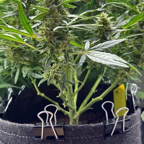 Northern Lights Automatic #1 growlog timeline photo