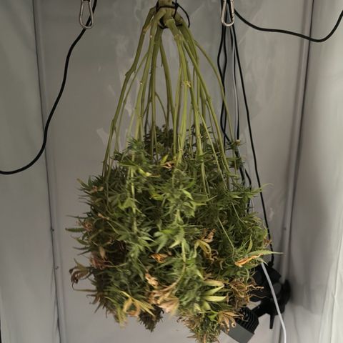 Northern Lights Automatic #1 growlog timeline photo