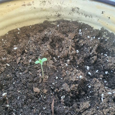 Killer Kush 1 - 2024 growlog photo: 3 cm