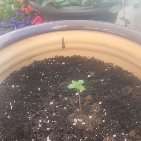 Killer Kush 1 - 2024 growlog photo: Two serrated leaves now present 