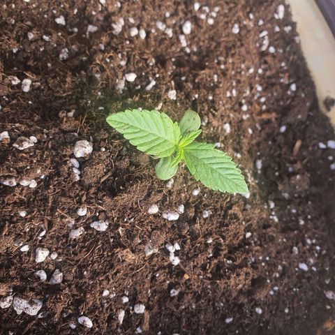 Killer Kush 1 - 2024 growlog photo: Two new leaves have appeared.  Plant is looking bettet since adding more compost and placing on the table close to the window. 