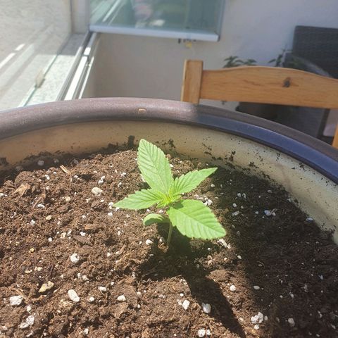 Killer Kush 1 - 2024 growlog timeline photo