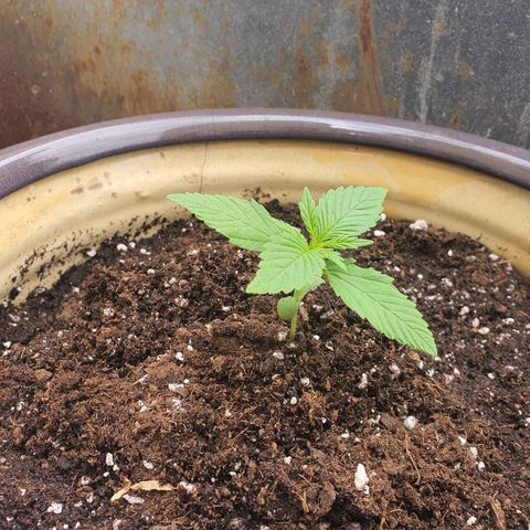 Killer Kush 1 - 2024 growlog timeline photo
