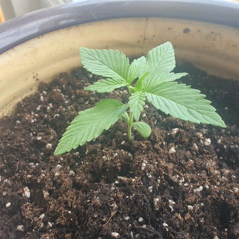 Killer Kush 1 - 2024 growlog photo: Outside on patio all day. 