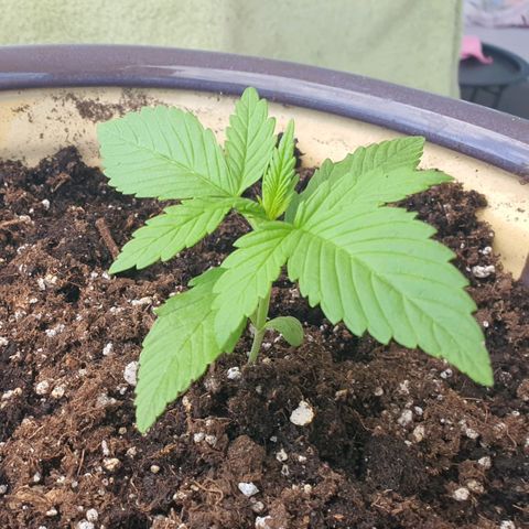 Killer Kush 1 - 2024 growlog timeline photo