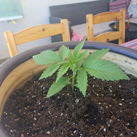 Killer Kush 1 - 2024 growlog timeline photo