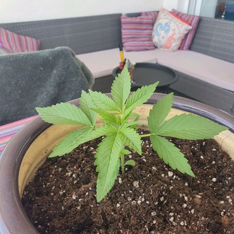 Killer Kush 1 - 2024 growlog photo: Soil still feels damp. Leave for another couple of days. 
