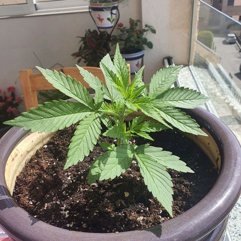 Killer Kush 1 - 2024 growlog photo: Plant is turning to face light. 