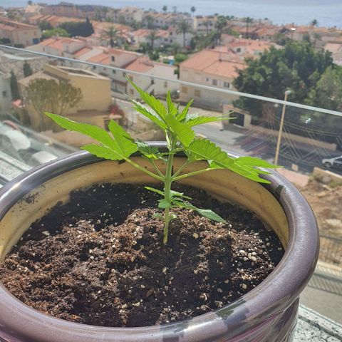 Killer Kush 1 - 2024 growlog photo: Plant is turning to face light. 
