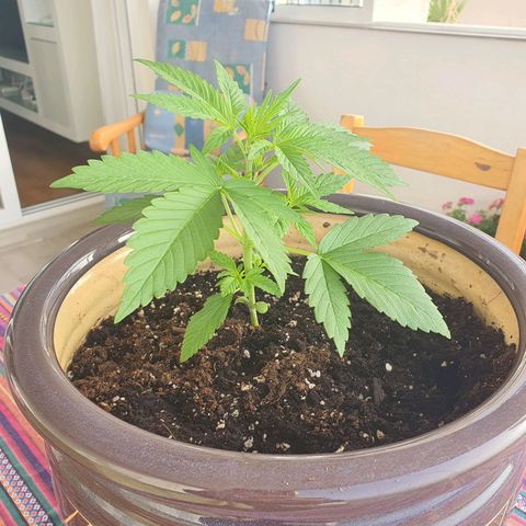 Killer Kush 1 - 2024 growlog timeline photo