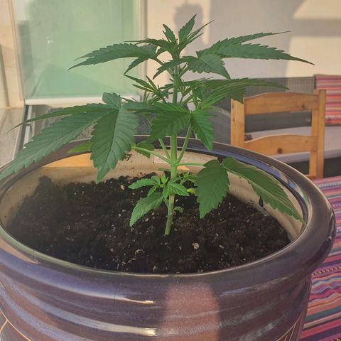 Killer Kush 1 - 2024 growlog timeline photo