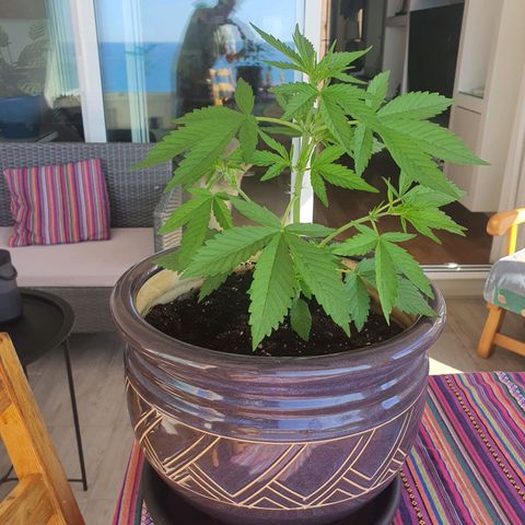Killer Kush 1 - 2024 growlog timeline photo
