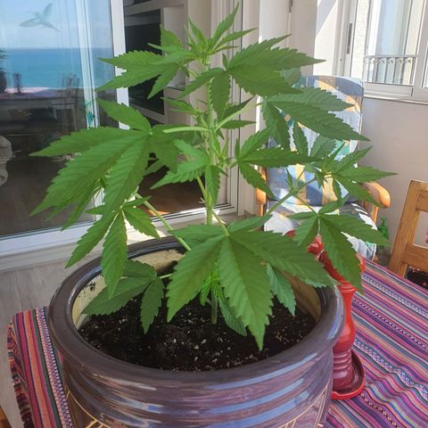 Killer Kush 1 - 2024 growlog timeline photo