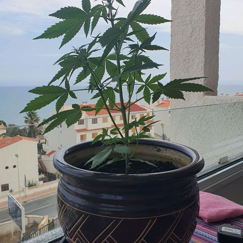 Killer Kush 1 - 2024 growlog timeline photo