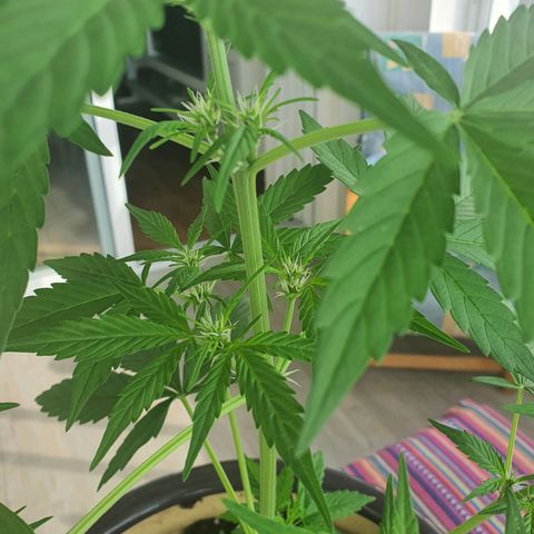 Killer Kush 1 - 2024 growlog timeline photo