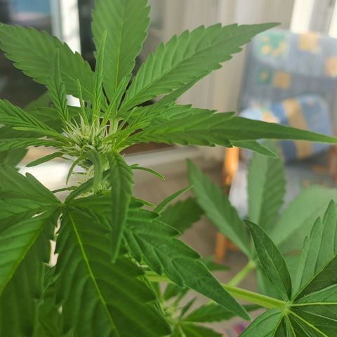 Killer Kush 1 - 2024 growlog timeline photo