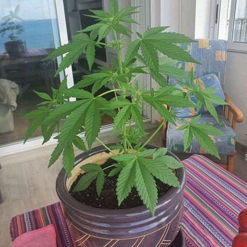 Killer Kush 1 - 2024 growlog timeline photo