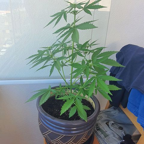 Killer Kush 1 - 2024 growlog timeline photo