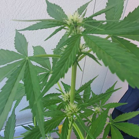 Killer Kush 1 - 2024 growlog timeline photo