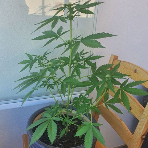 Killer Kush 1 - 2024 growlog timeline photo