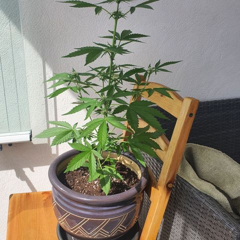 Killer Kush 1 - 2024 growlog timeline photo