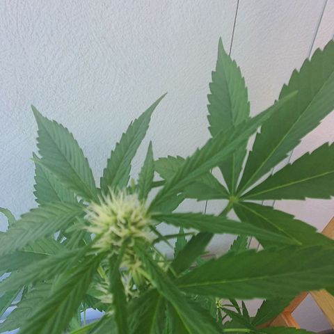 Killer Kush 1 - 2024 growlog timeline photo