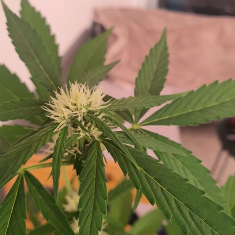 Killer Kush 1 - 2024 growlog timeline photo