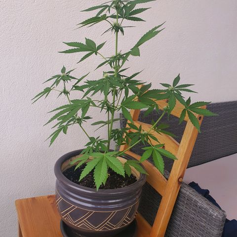 Killer Kush 1 - 2024 growlog timeline photo