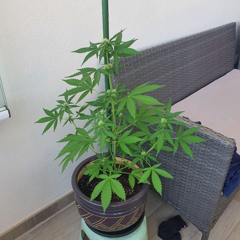 Killer Kush 1 - 2024 growlog photo: Support provided.  Plant seems ok but main stem looks quite thin for the size of the plant.
Moved back from window slightly to keep out of sight. 