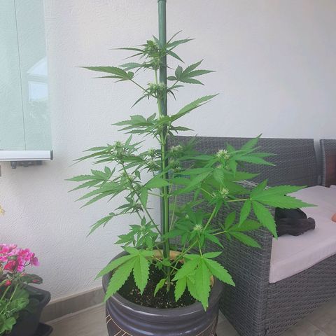 Killer Kush 1 - 2024 growlog timeline photo