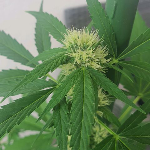 Killer Kush 1 - 2024 growlog timeline photo