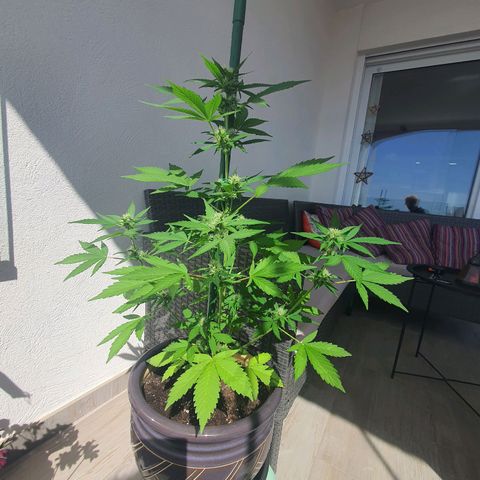 Killer Kush 1 - 2024 growlog timeline photo