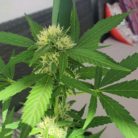 Killer Kush 1 - 2024 growlog timeline photo