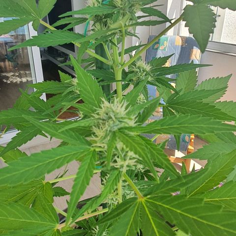 Killer Kush 1 - 2024 growlog timeline photo