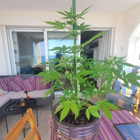 Killer Kush 1 - 2024 growlog timeline photo