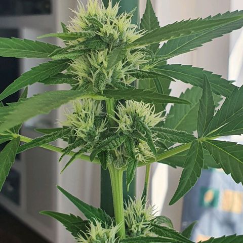 Killer Kush 1 - 2024 growlog timeline photo