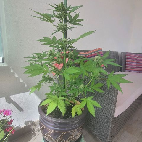 Killer Kush 1 - 2024 growlog timeline photo