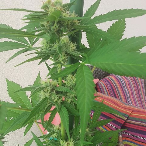 Killer Kush 1 - 2024 growlog timeline photo