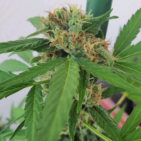 Killer Kush 1 - 2024 growlog timeline photo