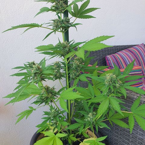 Killer Kush 1 - 2024 growlog timeline photo