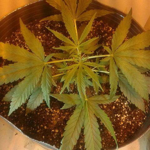 Maseta defin 8litro growlog photo: 8 litros 