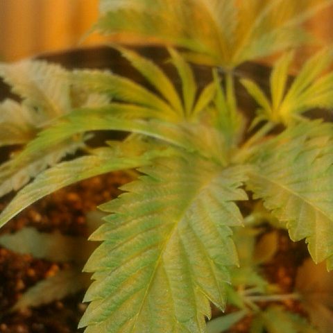 Maseta defin 8litro growlog photo: 8 litros 