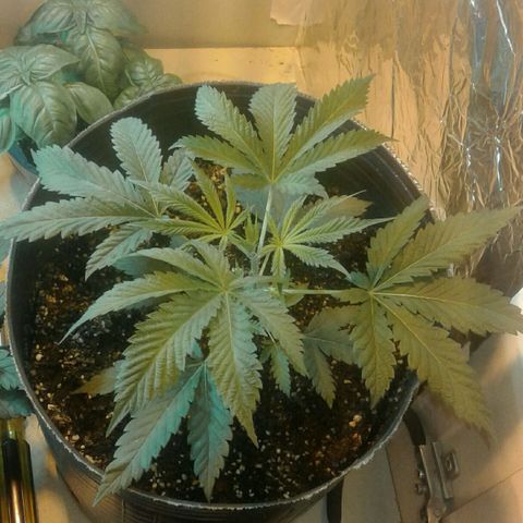 Maseta defin 8litro growlog photo: 8 litros 