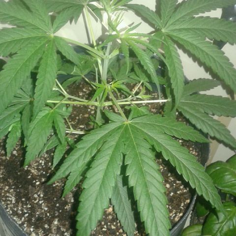 Maseta defin 8litro growlog photo: 6 nudos ya va para el 7mo 
