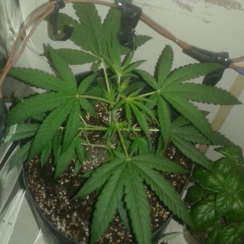 Maseta defin 8litro growlog photo: 6 nudos ya va para el 7mo 