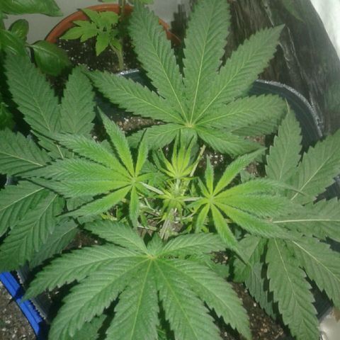 Maseta defin 8litro growlog photo: 6 nudos ya va para el 7mo 